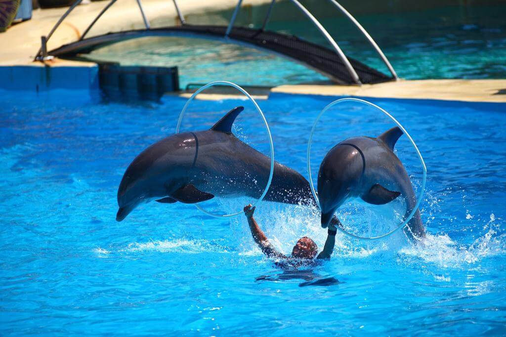 Alanya Dolphin Show